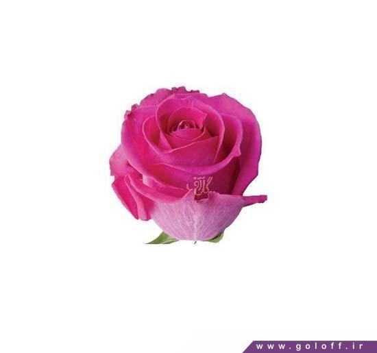 مدل گل رز - گل رز هلندی تپاز - Rose | گل آف